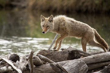 Naklejka na ściany i meble Coyote Crossing a River