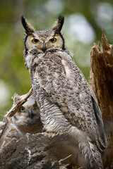 Great Horned Owl and Baby Hiding