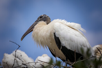 Wood Storj in the Zoo