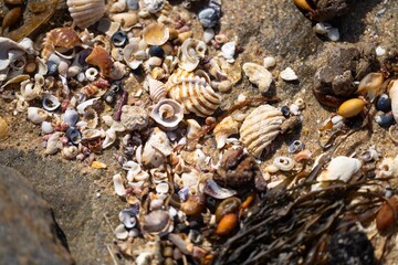 sea shells, beautiful shells on a beach in australia