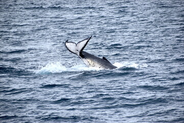 Fototapeta premium Humpback Whales at Hervey Bay Queensland Australia