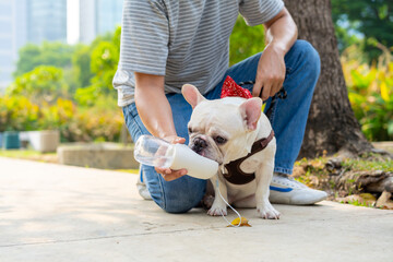 Asian man giving water to french bulldog breed during walking together at pets friendly dog park. Domestic dog with owner enjoy urban outdoor lifestyle on summer vacation. Pet Humanization concept. - obrazy, fototapety, plakaty