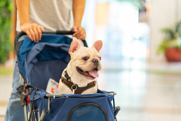 Asian man push his french bulldog in pet stroller walking in pets friendly shopping mall. Domestic dog and owner enjoy urban outdoor lifestyle travel city on summer vacation. Pet Humanization concept.