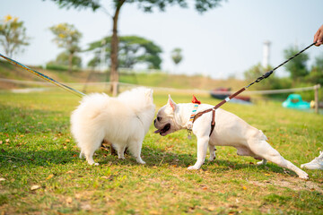 French bulldog playing with Pomeranian dog at pets friendly park. Domestic dog and owner enjoy outdoor lifestyle with pet community meeting on summer vacation. Pet Humanization and pet parents concept