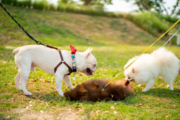 Naklejka na ściany i meble French bulldog playing with Pomeranian dog at pets friendly park. Domestic dog and owner enjoy outdoor lifestyle with pet community meeting on summer vacation. Pet Humanization and pet parents concept