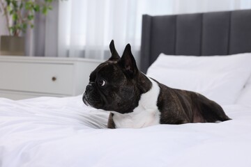 Adorable French Bulldog lying on bed indoors. Lovely pet