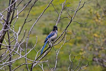 A colorful blue and grey bird perches on trees in the Solstice Canyon in the Santa Monica Mountains above Malibu