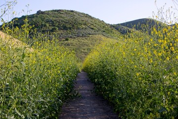 Yellow wildlfowers grown along the trails of El Escorpión Park in the West Hills neigborhood of Los Angeles in the Simi Hills on the edge of the San Fernando Valley