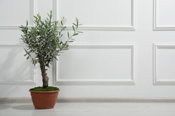 Beautiful young potted olive tree near white wall indoors, space for text. Interior element