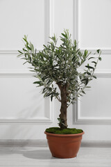 Beautiful young potted olive tree near white wall indoors. Interior element