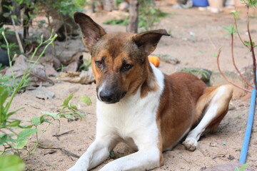 Brown Color Cute Dog