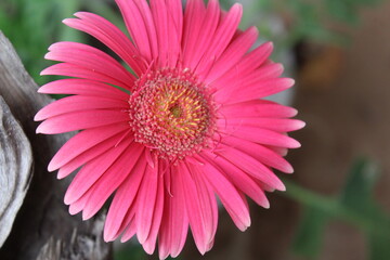 Red Color Siniyas Flower