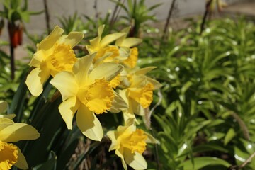 Beautiful yellow daffodils growing outdoors on spring day
