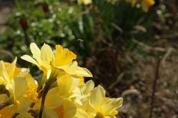 Beautiful yellow daffodils growing outdoors on spring day