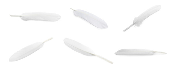 Obraz premium Set with beautiful feathers on white background