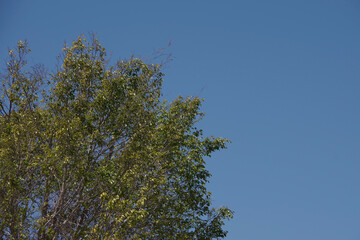 Indian laurel fig tree and blue sky