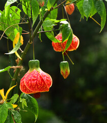 An exotic flower known as the Chinese lantern