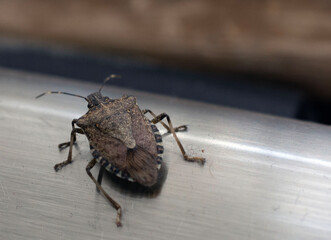 Close up of a stink bug. 