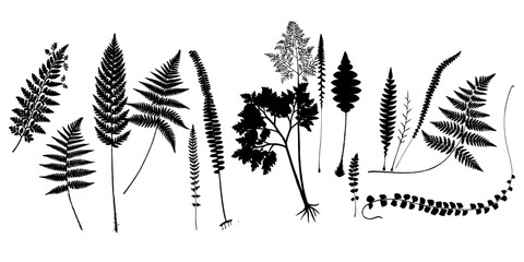 fern silhouette set © Dian