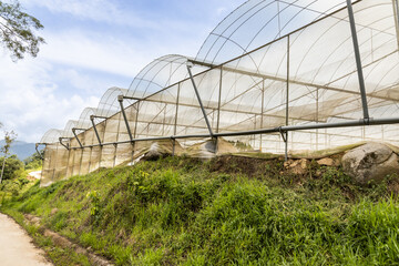 Closeup of generic industrial vegetables farming canopy in cameron highlands
