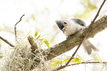 A juvenile tufted titmouse (Baeolophus bicolor), a cute little songbird. (My tentative assumption is that this is a juvenile, based on its yellow mouth edges & the fact that adult birds fed it.)