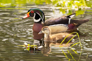 A baby wood duck (duckling) with a male wood duck that appears to be its dad, on a pond in Sarasota, Florida