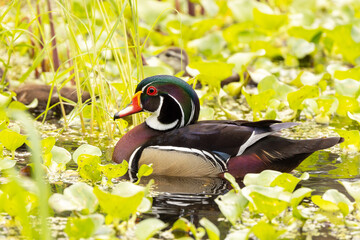 A beautiful, colorful, male wood duck (Aix sponsa) on a pond in Sarasota, Florida