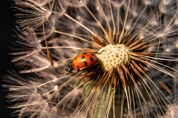 Vaquita de San Antonio en diente de le&oacute;n, fotograf&iacute;a macro