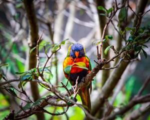 rainbow lorikeet on branch