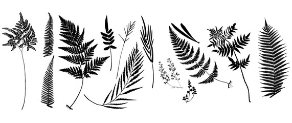fern silhouette set © Dian