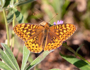 Monarch Butterfly in on the central California coast United States