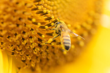 ひまわりの蜜を吸う花粉まみれのミツバチ