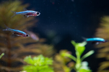 Fototapeta na wymiar neon blue rasboras in an aquarium tank
