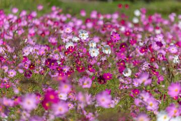 八雲パノラマパーク、コスモス園