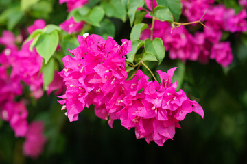 Bougainvillea or bugenvil flower in the park