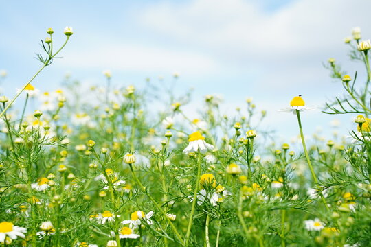 植物園、花、東京、日本、野外、空、青空、雲、花、5月、春、植物、自然、ジャパン、スプリング、ハーブ、ティー、
ローマカミツレ、ローマンカモミール、カモミール、白い花、白、小花、anthemis、nobilis、chamaemelum、nobile、ハーブ、ティー、