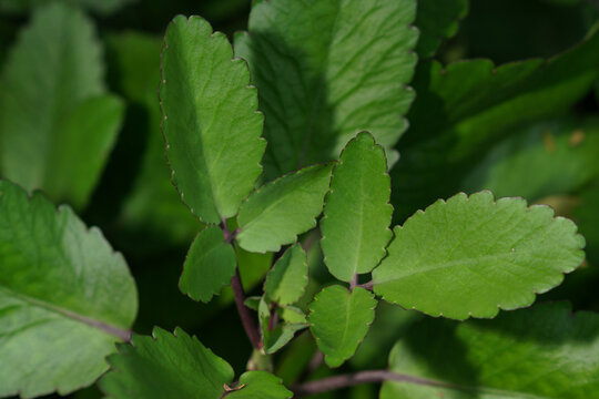 Close up Cocor Bebek leaves or Kalanchoe pinnata or Bryophyllum pinnatum