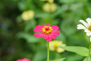 Zinnia elegans flowers pink color in the park