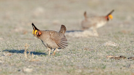 Male Lesser Prairie Chicken Gather at a Lek to Display to Females in the Spring of Western Kansas