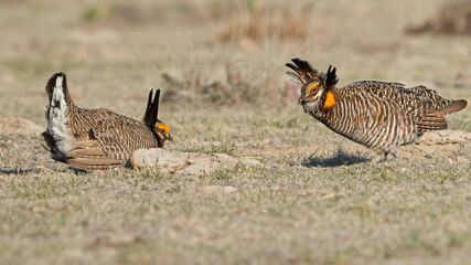 A Pair of Male Lesser Prairie Chicken Face Off at a Lek in Western Kansas in the Spring