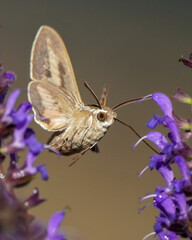 A Close-Up of a White-Lined Sphinx Feeding on a Salvia Flower in the Spring of Oklahoma
