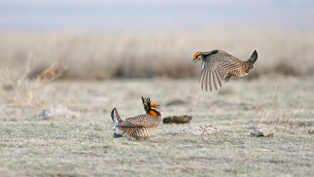 Two Adult Male Lesser Prairie Chicken Sparring at a Lek in Kansas