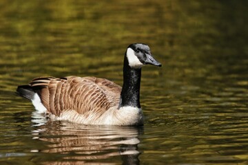 Canadian Goose swimming in a pond