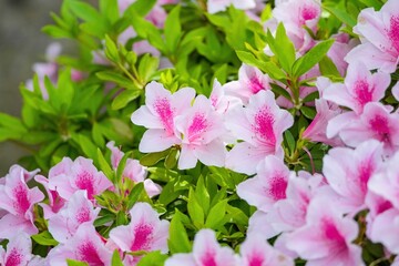 Naklejka premium ひっそりと咲く満開のピンクのツツジ