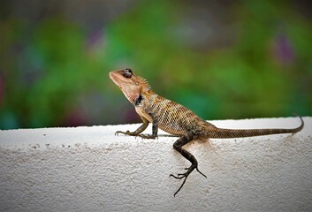 Oriental Garden Lizard contemplating the next move