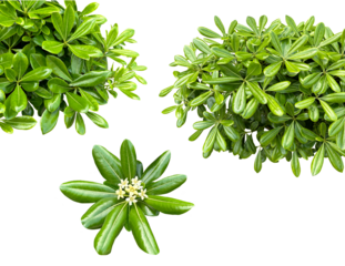 みずみずしい初夏のトベラの葉と白い花