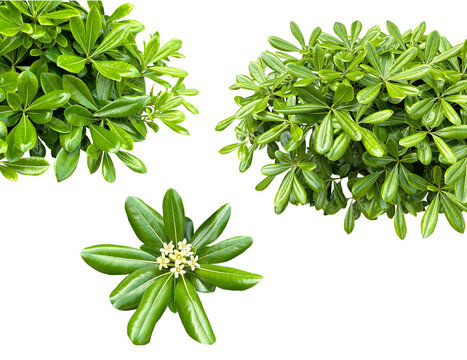 みずみずしい初夏のトベラの葉と白い花