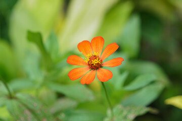 Zinnia elegans flowers in the park