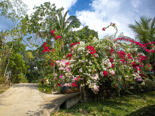 Guimaras Island Philippines