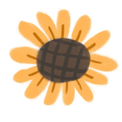 sunflower on  transparent background